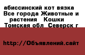 абиссинский кот вязка - Все города Животные и растения » Кошки   . Томская обл.,Северск г.